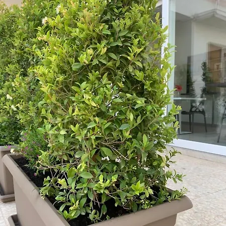 Thalya Luxury Syracuse